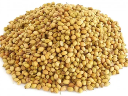coriander