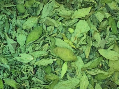 molokhia leaves